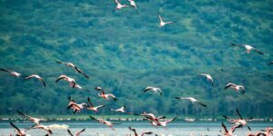 14-Day-East-African-Odyssey-Gorillas,-Safaris-&-Breathtaking-Views