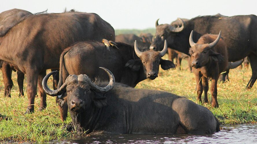 Difference between Cape and Water buffalo