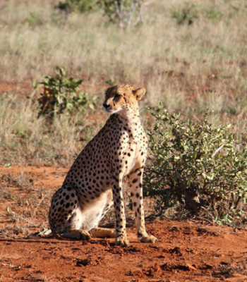 Discover Burundi’s Hidden Gems: 10-Day Expedition