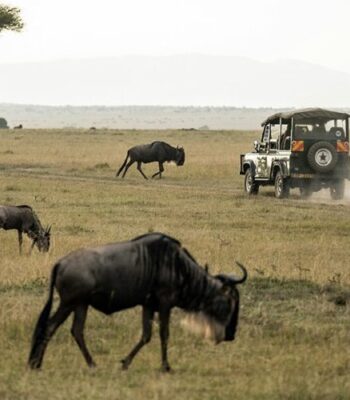 East Africa Safari Odyssey: 14-Day Wildlife & Cultural Journey