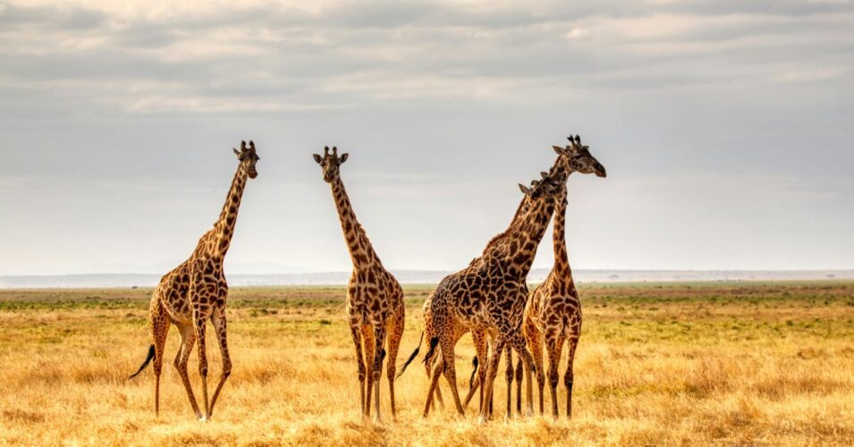 Giraffes: Towering Marvels of the African Savannah