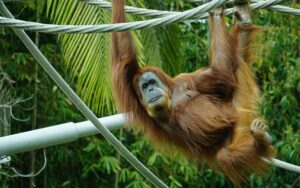 Rwanda-Explorer's-Escape-11-Day-Wildlife-&-Culture-Tour-chippanzze