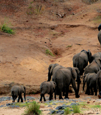Uganda Jungle Safari: 11-Day Gorilla Trek & Wildlife Adventure