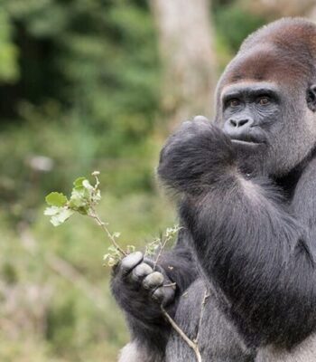 Uganda Unveiled: 11-Day Classic Safari & Gorilla Trekking