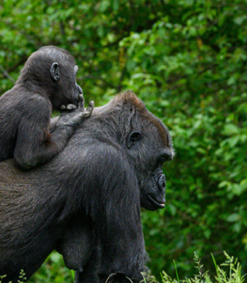 Uganda Unveiled: 11-Day Classic Safari & Gorilla Trekking