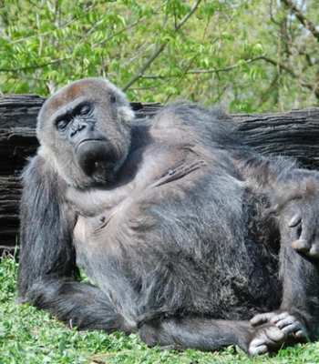 Uganda Unveiled: 11 Days of Wildlife & Gorilla Trekking
