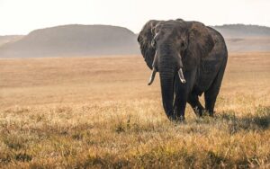 Uganda-Unveiled-11-Days-of-Wildlife-&-Gorilla-Trekking-beauty