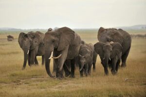 Uganda’s-Wildlife-Conservation-2024-Successes-and-Challenges-(1)
