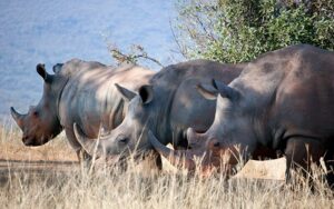 Unveiling-East-Africa's-Wonders-14-Days-of-Adventure-&-Untamed-Beauty-Rhines
