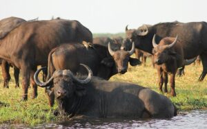 Unveiling-East-Africa's-Wonders-14-Days-of-Adventure-&-Untamed-Beauty-buffalo