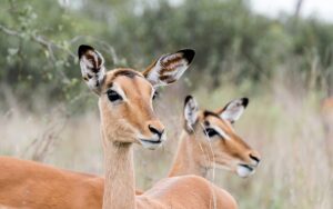 Unveiling-East-Africa's-Wonders-14-Days-of-Adventure-&-Untamed-Beauty-wild