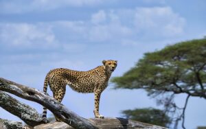 Unveiling-Kenya's-Heart-8-Days-of-Culture,-Maasai-&-Wildlife-animal