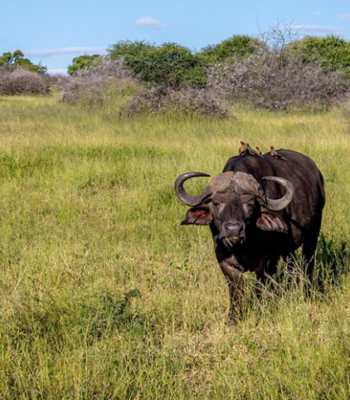 Unveiling Rwanda & Burundi: 11 Days of Gorillas, Forests & Culture