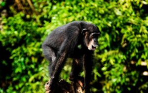 Unveiling-Rwanda-&-Burundi-11-Days-of-Gorillas,-Forests-&-Culture-monkey