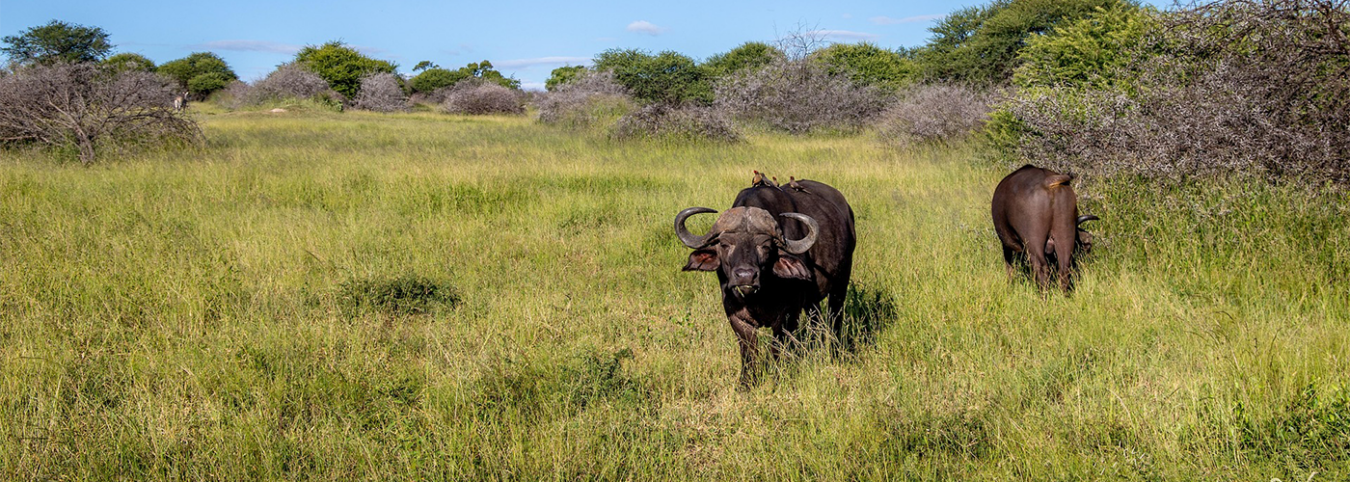 Unveiling Rwanda & Burundi: 11 Days of Gorillas, Forests & Culture