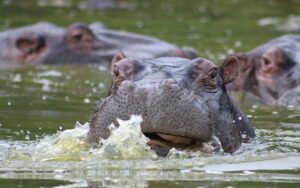 Unveiling-Uganda's-Soul-8-Days-of-Culture,-Caves-&-Kasubi-Tombs-and-Hippos