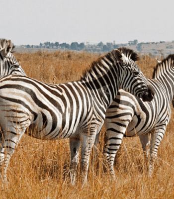 Wildlife & Community Expedition: 10-Day Uganda Tour