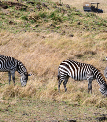 14-Day East Africa Safari: Wildlife & Culture Expedition