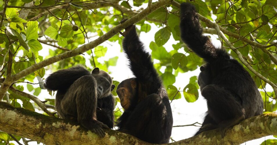 Jungle Politics: Power Struggles and Alliances Among Chimpanzee Troops