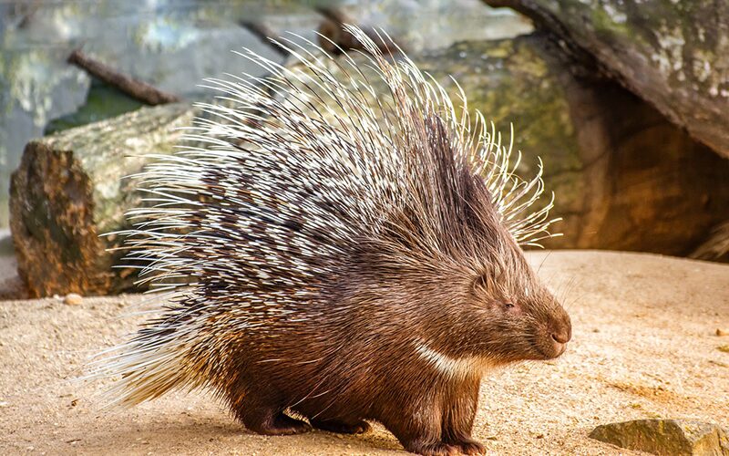 Porcupines: The Spiny Defenders of the Wilderness