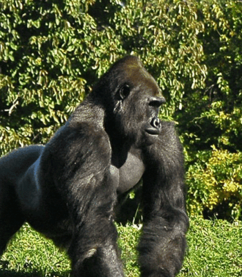 21-Day Ultimate Uganda Safari: Falls, Gorillas, and Cultural Walks