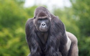 Bwindi-Impenetrable-National-Park-Gorilla