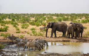 Queen-Elizabeth-National-Park-elephants-and-zebra