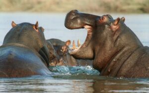 Queen-Elizabeth-National-Park-hippos