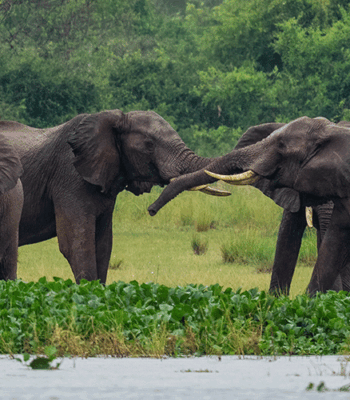 3-Day Classic Murchison Falls Adventure: Wildlife & River Views