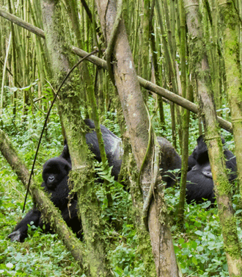 9-Day Classic Uganda Safari Itinerary: Chimps, Wildlife, and Gorillas