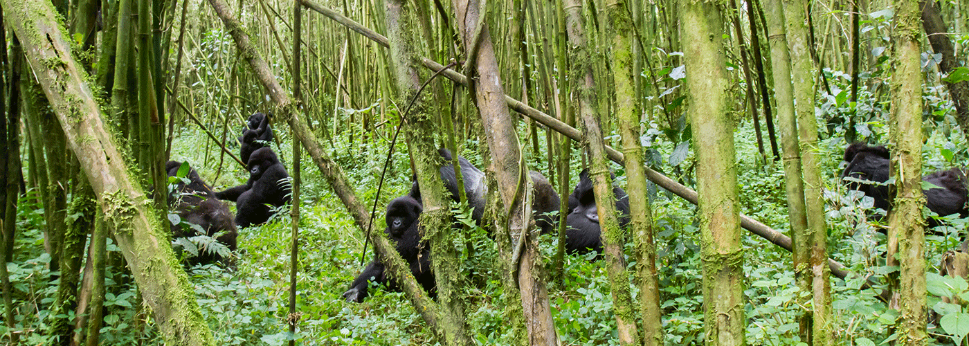 9-Day Classic Uganda Safari Itinerary: Chimps, Wildlife, and Gorillas