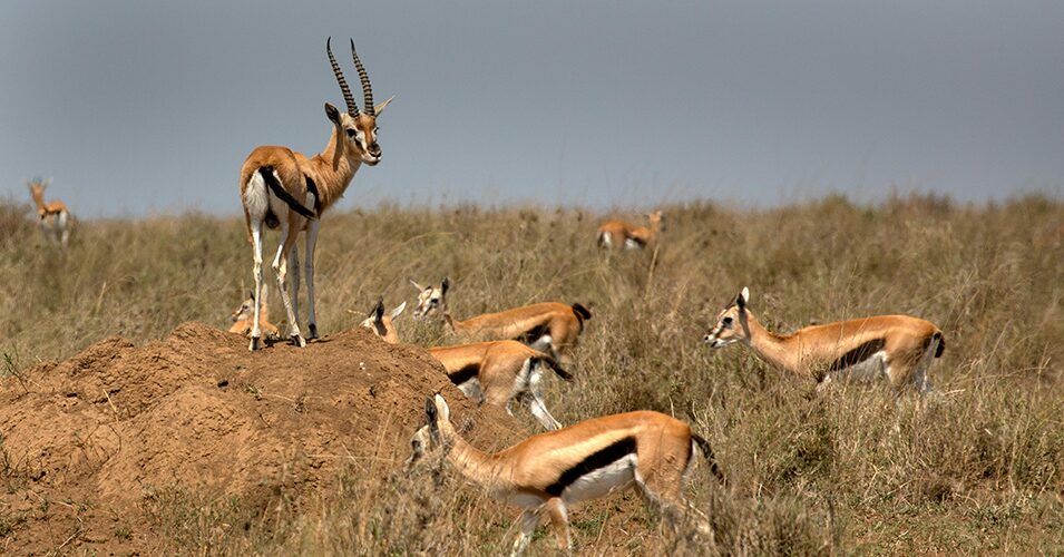 Gazelle on the Go: Masters of the Marathon, not the Menu