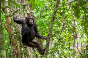 9-Day Classic Uganda Safari Itinerary: Chimps, Wildlife, and Gorillas