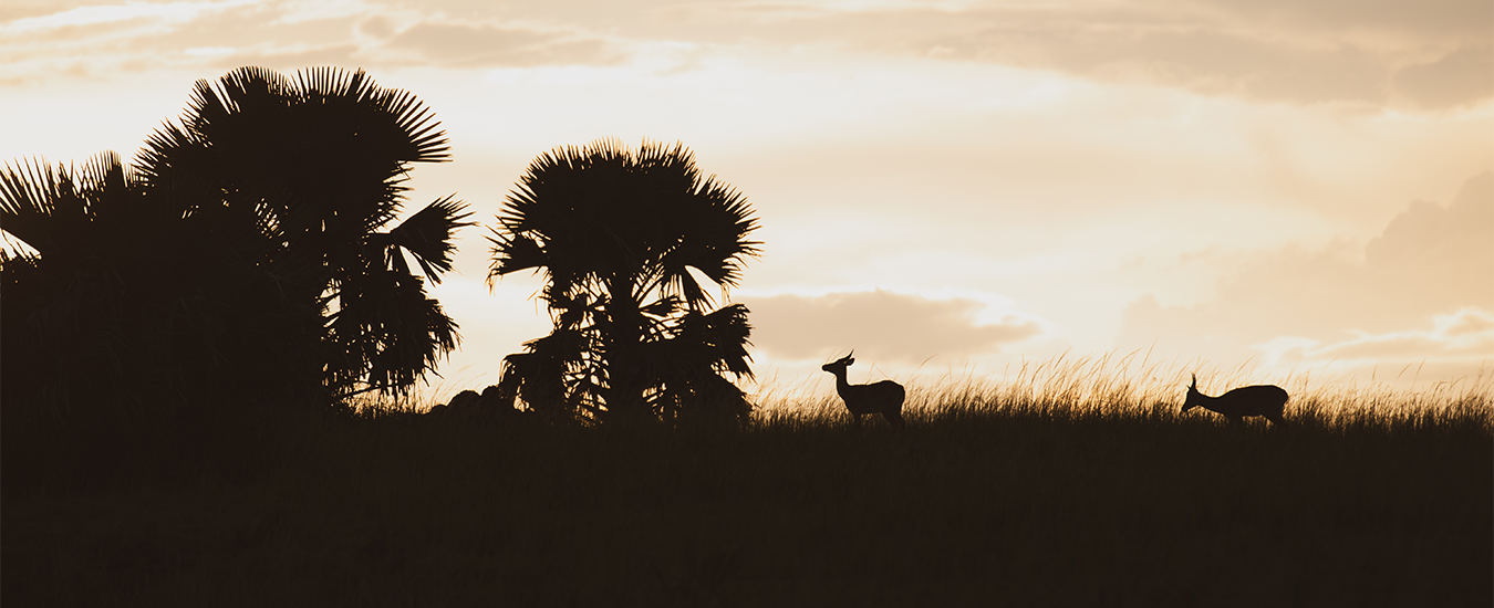 Your Gateway to Africa's Majestic Wildlife
