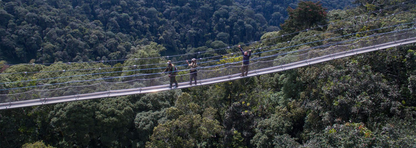 Nyungwe-National-Park-canopy