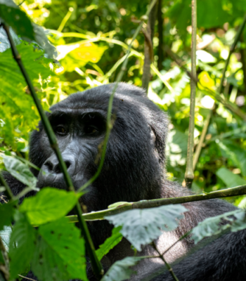 Ugandaβs Grand Safari: Nile to Gorillas