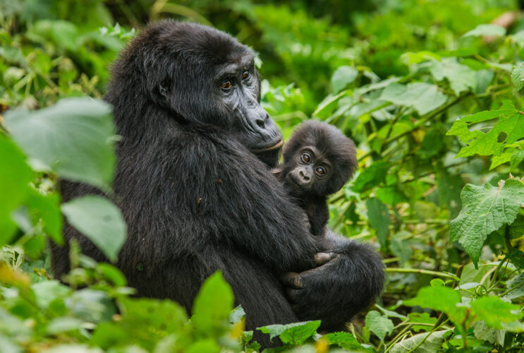 Bwindi National Park gallery image