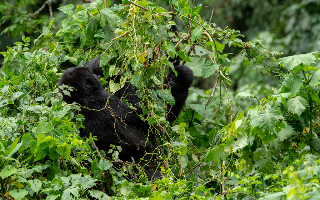 Big Five Safaris