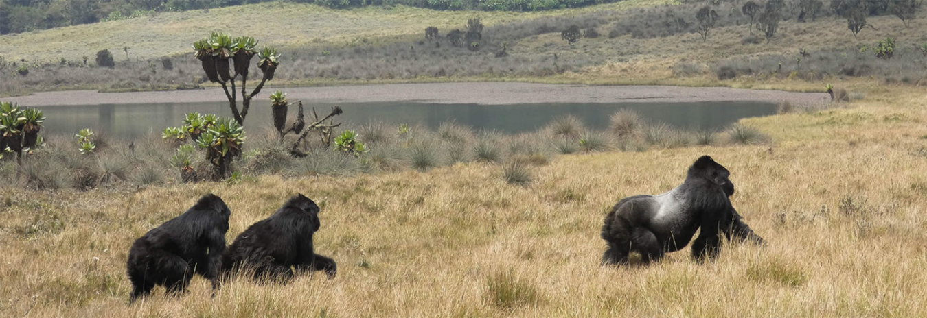 Safaris in Rwanda