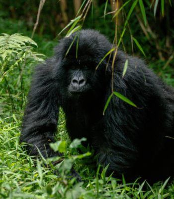 Ugandaβs Gorilla Encounter & Wildlife Escape