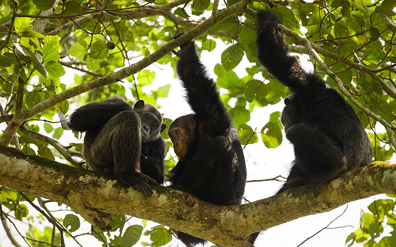 Chimpanzee Tracking