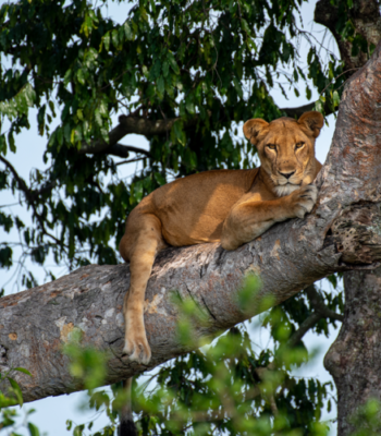 The Best of Uganda: Gorillas, Wildlife & Culture