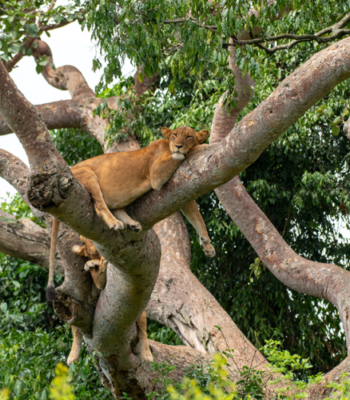 The Ultimate Uganda Discovery