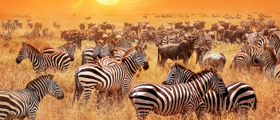 Safaris in Burundi