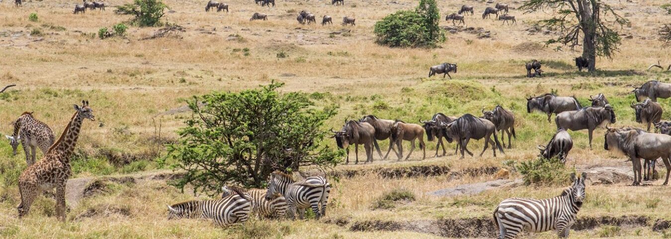Safaris in Kenya