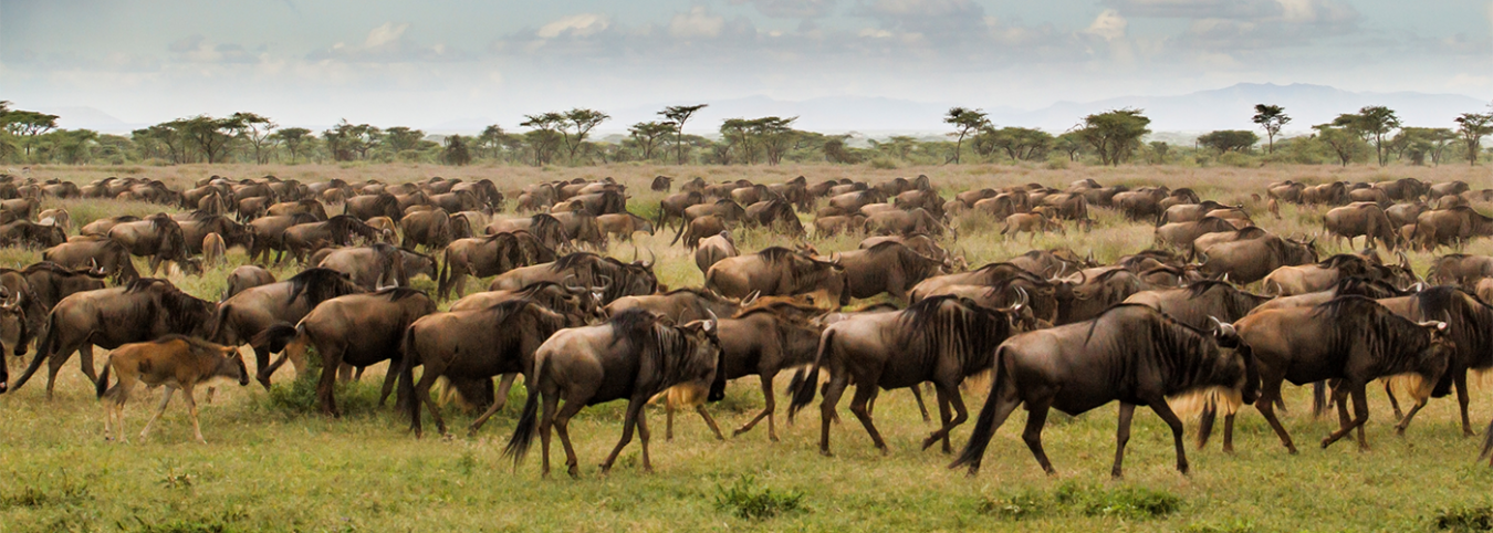 Serengeti National Park